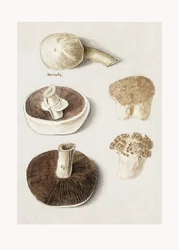 コモン・メドウ・マッシュルーム（Agaricus campestris）、直立した状態