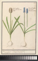 ブドウヒヤシンス (Muscari botryoides) 白ぶどうと青ぶどう。 / Dhijachintus Botroides。 albus et coeruleus (オブジェクトのタイトル)