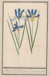 Blauwe lis (Iris sibirica) ポルトガル語。 /アイリスルシタナエ。 /アイリスポルトガル。 (オブジェクトのタイトル)
