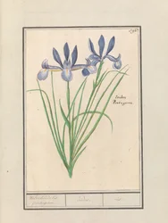 ブルーアイリス (Iris sibirica) 香るリス。 ポルトガル語。 /アイリス。 /虹彩。 (アイテムのタイトル)