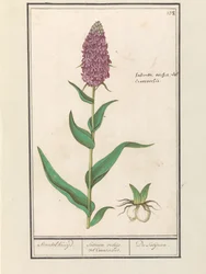ブロードラン (Dactylorhiza majalis) Standelcruijd。 /サティリオンランまたはサイノソルキス。 /サティリオン。 (オブジェクトのタイトル)
