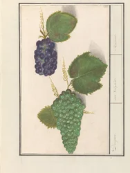 ドルイフ (Vitis vinifera) ドルイベン。 /ウバ尋常性。 / レーズン (オブジェクトのタイトル)