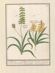 ドルフィヤシンス（ムスカリ） 1.ムスカリ。 2. Muscari met geluwe bloem / 1. Muscari Decadi 2. Muscari slavium Constantinopolitanium. / 1.ナツメグ。 2. 黄花チャイブ (オブジェクトのタイトル)