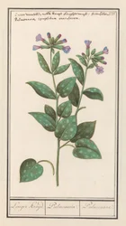 斑点のある肺麦汁 (Pulmonaria officinalis) より長いハーブ。 / 肺炎。 /肺。 (アイテムのタイトル)