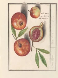ザクロ（Punica granatum） グルニエりんご。 / マラ・プニカ。 /手榴弾。 (アイテムのタイトル)