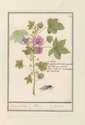 大きなアオイ科の植物 (マルバ シルベストリス) シグマールの薬草・アルセア。 /ギモーヴル。 (アイテムのタイトル)