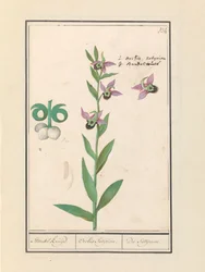 笑うマルハナバチ蘭 (Ophrys bombyliflora) とアネモネン (アネモネ) | 笑うマルハナバチ蘭 (Ophrys bombyliflora) 笑うマルハナバチ蘭 (Ophrys bombyliflora)