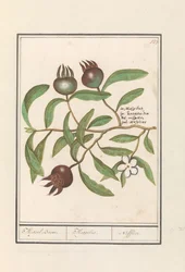 メドラー (Mespilus germanica) メドラーの木。 /メスピロス。 / Nefflier (オブジェクトのタイトル)