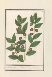 オリーブ（Olea europaea） 月桂樹。 /バッカ・ローラス。 /月桂樹（オブジェクトのタイトル）