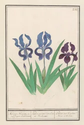 Paarse アイリス (Iris germanica) Kleene Blauwe en Puper lisbloemen / 小さな紫と紫の虹。 / Petites irises Couleur Bleue et Violette (オブジェクトのタイトル)