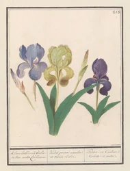 Paarse アイリス (Iris germanica) Kleene lisbloemen Violet en van ander Couleuren. / 青とさまざまな色の小さな虹。 / 小柄な虹彩 Couleur Violette et al. (オブジェクトのタイトル)