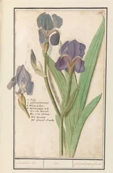 Paarse アイリス (Iris germanica) スティンケンデ・リス。 /虹彩。 /悪臭を放つグラジオラス。 炎。 (オブジェクトのタイトル)