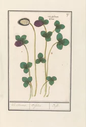 レッドクローバー (Trifolium pratense) クレー・クレーバース。 /トリフォリウム。 /トレフル（オブジェクトのタイトル）