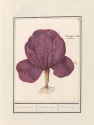 赤キャベツ (Brassica oleracea convar. capitata var. rubra) レッドカウウェル。 /ブラシカ・ルブラ。 / シュー・ルージュ (オブジェのタイトル)
