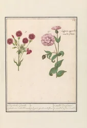 2 つのカーネーション (なでしこ) 1. イングリッシュ・ジャンティール。 2. ダイスフラワーのジェネル / 1. 2. Lygnis agrestis multiflora. / 1. ウイエ・ダングルテール。 2. aeuillete a fleur double (オブジェクトのタイトル)