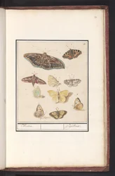 蝶と蛾 蛾。 / パピヨン (オブジェクトのタイトル)