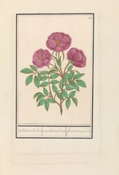 Wilde roos (ローザ) Welriekende bosch roose / rosa silverstris adorata. / 香りのする森のバラ (タイトルのオブジェクト)