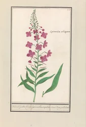 Fireweed (Chamerion angustifolium) ウェデリック・ユダヤ人クライト. / lysimachia sequilosa / Souci d