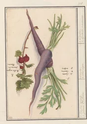 Rode bes (Ribes rubrum) のワーテル (Daucus carota) 1. カロテン、ワーテル。 2. Planen Aelbesien / 1. カロタ。 2. リベス・ニグラ。 / 1.カロテス。 2.ゴワスレトランスマリン。 (オブジェクトのタイトル)