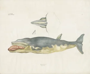 グリーンランドセミクジラと解剖学的詳細（手彩色リトグラフ）