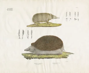 ハリネズミとテンレックと解剖学的詳細（手彩色リトグラフ）