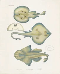 カジ目レイ科の魚たち（手彩色石版画）