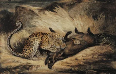 ヒョウはイノシシを食べます。