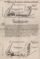 Schreibkunst The Art of Writing、1601 年、1631 年。