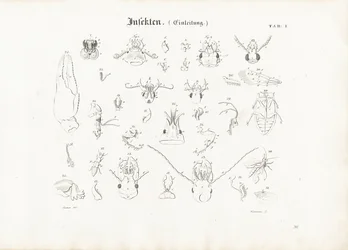 昆虫の解剖学