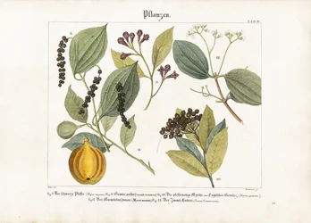 経済的に重要なスパイス植物