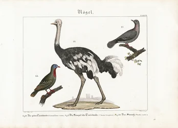 アオバト、笑い鳩、アフリカダチョウ