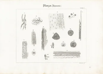 植物解剖学（フィトトミー）