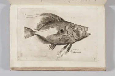 Ippolito Saluianiによる「水族館の動物の歴史、最初の本」のイラスト、1554年