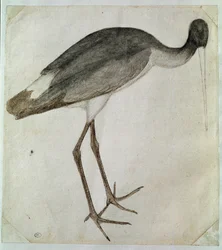右を向いて立つ黒いコウノトリ。アントニオ・ディ・プッチョ・ピサーノ（ピサネロ）（1395年以前～1455年）によるドローイング。茶色のインク、茶色のウォッシュ、灰色のウォッシュ、黒い石、羽。寸法：20,8x18,7cm。ルーヴル美術館、キャビネ・デッサン