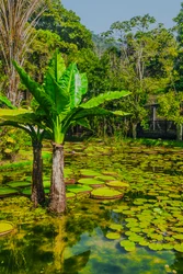 アマゾニコ庭園、2024年（デジタル写真）