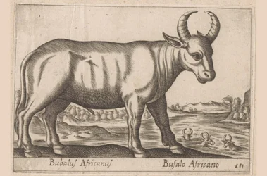 アフリカ水牛 Bubalus Africanus/ Bufalo Africano (オブジェクトのタイトル) 動物と伝説の生き物（シリーズタイトル） Nova raccolta de li animali piu curiosi del mondo (シリーズタイトル)