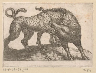 イノシシと戦うヒョウ 戦う動物（シリーズタイトル）