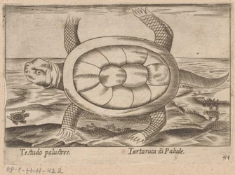モエラスチャイルドパッド Testudo palustres/ Tartaruca di Palude (オブジェクトのタイトル) Dieren en fablewezens (シリーズのタイトル) Nova raccolta de li animali piu curiosi del mondo (シリーズタイトル)