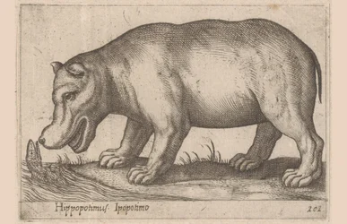 カバ カバ/Ipopotamo (オブジェクトのタイトル) 動物と伝説の生き物（シリーズタイトル） Nova raccolta de li animali piu curiosi del mondo (シリーズタイトル)