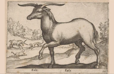 角のある馬 Eale/ Eale (オブジェクトのタイトル) 動物と伝説の生き物（シリーズタイトル） Nova raccolta de li animali piu curiosi del mondo (シリーズタイトル)