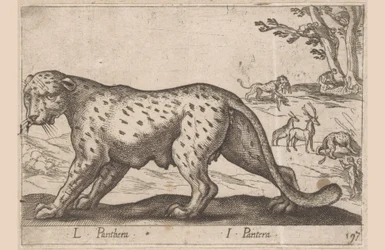 パンサー L Panthera/ I Panthera (オブジェクトのタイトル) Dieren en fablewezens (シリーズのタイトル) 世界で最も好奇心旺盛な動物の新しいコレクション (シリーズ タイトル)