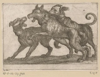 オオカミと戦う 2 匹の犬 戦う動物（シリーズタイトル）
