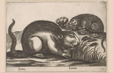 2 つのマスクラット Lonx/Lonza (オブジェクトのタイトル) 動物と幻の生き物（シリーズタイトル） Nova raccolta de li animali piu curiosi del mondo (シリーズタイトル)