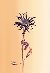 古代の花-アプリコット、2025年（写真）