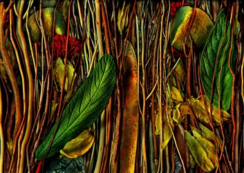 アンデルスヴェルトン-No.79-4.strange wood, 2019（写真）