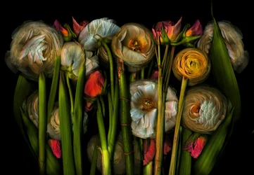 Earthart flora no.3, 2024（写真）