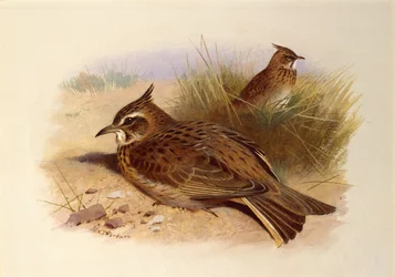 カンムリヒバリ、イギリスの鳥