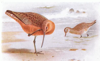イギリスの島の鳥とその卵からのバーテールゴッドウィット、1958年フレデリックワーン＆Co Ltdから出版