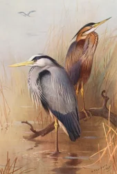 コサギ、ムラサキサギ（カラーリトグラフ）