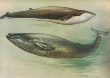 ロングマンズアンドカンパニー発行のThorburns哺乳類からの一般的なRorqual、Sibbalds Rorqualまたはシロナガスクジラc。 1920年